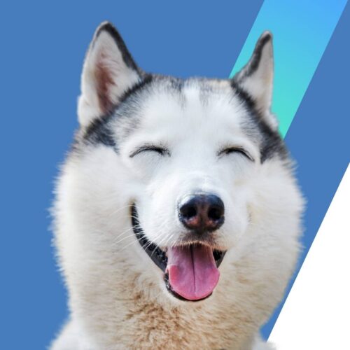 As Husky